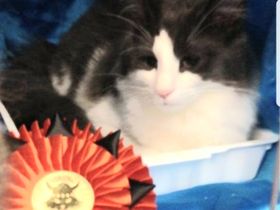 Loki with one of the rosettes
