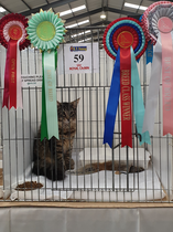 Water at his first joint show. Won both show classes and Best of Breeds. Then in one show won Best in Show slh kitten