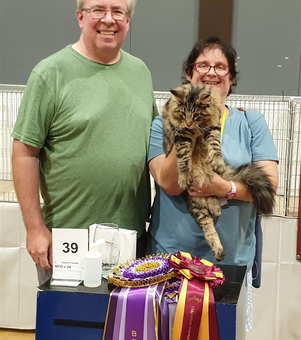 His 1st FIFE Show. Day 1. Best in show category 2, out of 67 cats! Then 2nd place overall. Day 2,  again won category 2, but this time he went one better. Overall Best in Show/ Best of the Best!