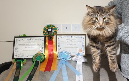Walter is extremely laid back and laps up the attention. For the Norwegian Forest Cat Club, in GCCF,  he has been awarded best male kitten 2019. Then Overall best Norwegian Forest Cat for 2019! What a star. In FIFE, despite now only having a few shows under his belt, he has had 3 best in shows, of which 1 progressed to Best category 2 and 2nd overall, another went all the way, winning best if the best.