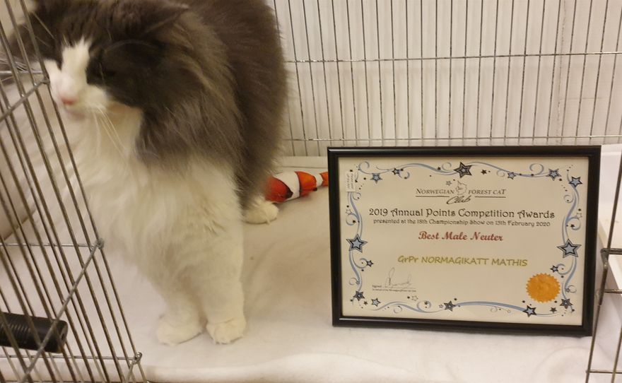 Imperial Grand Premier Mathis (Frode) in GCCF, gained his Imperial Title. For the Norwegian Forest Cat Club he was also awarded best male neuter for 2019. In FIFE shows he has won a best in show and gained his International Premier Title. He is very proud of his achievements!