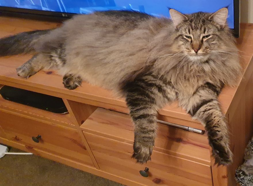 Grand Champion Bostinforest Chewbacca has gained both Champion and Grand Champion titles for GCCF. He has also won best male adult 2019 for the Norwegian Forest Cat Club.